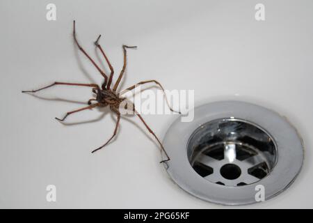Giant House Spider (Tegenaria gigantea), Erwachsener, nachts im Waschbecken im Badezimmer, Suffolk, England, Großbritannien Stockfoto