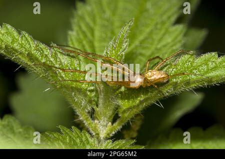 Lesser Garden Spider (Metellina segmentata), Erwachsener, Straddling Stinging Nettle (Urtica dioica) Leaves, Brede High Woods, West Sussex, England, United Stockfoto