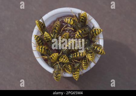 Paravespula vulgaris, Vespa vulgaris, gewöhnliche Wasp, gewöhnliche Wespula (Vespula vulgaris), andere Tiere, Insekten, Tiere, gewöhnliche Wasp Erwachsene, Gruppe Stockfoto