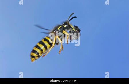 Paravespula vulgaris, Vespa vulgaris, gewöhnliche Wasp, gewöhnliche Wespula (Vespula vulgaris), andere Tiere, Insekten, Tiere, gewöhnliche Wasp Erwachsene, Im Flug Stockfoto