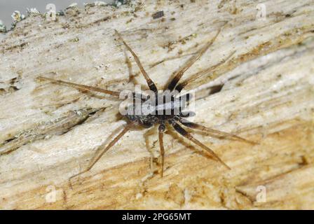 Tanzende Wolfspider (Pardosa saltans), männlich, auf Heide, Crooksbury Common, Surrey, England, Vereinigtes Königreich Stockfoto