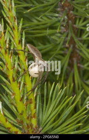 Nursery-Web Spider (Pisaura mirabilis), weiblich, mit Eiersack, Norfolk, England, Vereinigtes Königreich Stockfoto