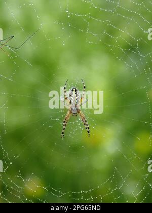 Araneus ceropegia, Eichenblättrige Spinne, Eichenblättrige Kreuzspinne, Eichenblättrige Radspinne, Eichenspinne (Aculepeira ceropegia), andere Tiere, Spinnen Stockfoto