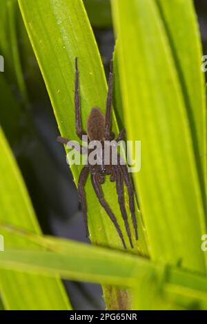 Fen Raft Spider (Dolomedes plantarius), ungestreifte Form, weiblich, bewacht das Netz der Sommergärtnerei, auf der Broadland-Umzugsstelle, The Broads, Norfolk Stockfoto