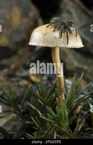 Springspinnen (Philaeus chrysops), SubErwachsener, auf der Suche nach Beute aus erhöhter Position auf Pilzen, Sassello, Provinz Savona, Ligurien, Italien Stockfoto