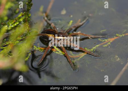 Floß Spider (Dolomedes Fimbriatus), Erwachsener, auf der Oberfläche des Wassers am Rand des Moorpools, Whixall Moss National Nature Reserve, Shropshire, England Stockfoto