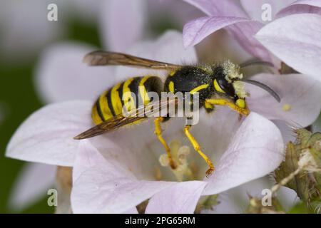 Tree Wasp (Dolichovespula sylvestris), ausgewachsener Arbeitnehmer, bedeckt mit Pollen nach der Fütterung von (campanula-)Blüten, Herefordshire, England, Vereinigtes Königreich Stockfoto