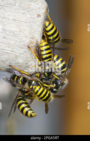 Tree Wasp (Dolichovespula sylvestris) männliche Erwachsene und neue Königinnen, Massenauftauchen aus dem Nesteingang, Powys, Wales, Vereinigtes Königreich Stockfoto