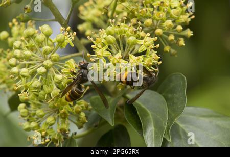 Die asiatische Hornisse (Vespa velutina) führte im Herbst zwei ausgewachsene Arten ein, die sich von Efeu (Hedera Helix) ernähren Stockfoto