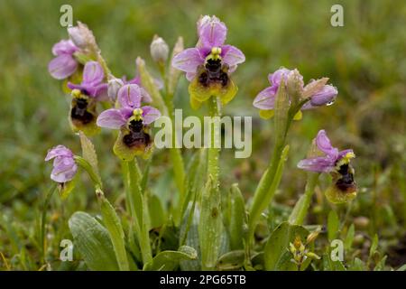 Blühende Sägeflügelorchidee (Ophrys tenthredinifera), in feuchtem Grasland, Halbinsel Gargano, Apulien, Italien Stockfoto