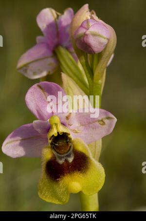 Sägeflügelorchidee (Ophrys tenthredinifera) Nahaufnahme der Blumen, Halbinsel Gargano, Apulien, Italien Stockfoto