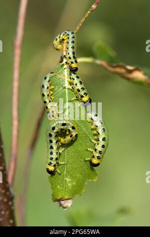 Dusky Birch Sawfly, Craesus latitarsus, Larven auf den Blättern einer jungen Silberbirke (Betula pendula), Berkshire Stockfoto