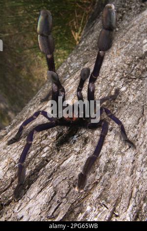 Sonstige Tiere, Spinnen, Arachniden, Tiere, Taranteln, Wolfsspinnen, Erdtiger (Cyriopagopus sp.) Erwachsene Frau, in Abwehrhaltung, Malaysia Stockfoto