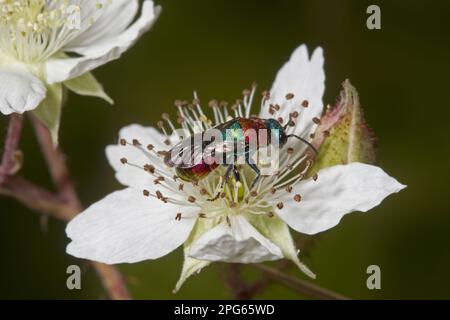 Ruby-Tailed Wasp (Hedychrum niemelai), weiblich, Fütterung bei Blume, Breckland, Norfolk, England, Vereinigtes Königreich Stockfoto