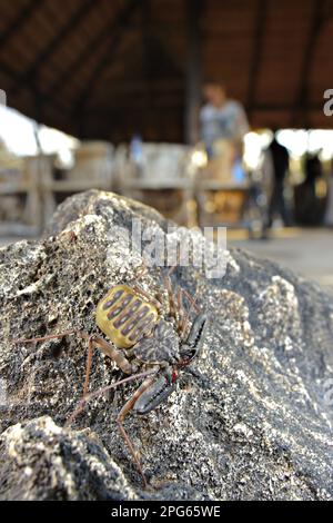 Variegierter schwanzloser Peitschenpeitschen (Damon variegatus), weiblich, auf Felsen mit Camp im Hintergrund, Naturschutzgebiet Balule, Provinz Limpopo Stockfoto