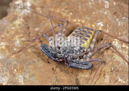 Variegierter schwanzloser Whip whipscorpion (Damon variegatus), weiblich, auf Felsen, Naturschutzgebiet Balule, Provinz Limpopo, Südafrika Stockfoto