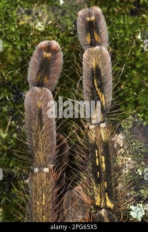 Fringed Ornamental (Poecilotheria ornata) Tarantula subadult, Nahaufnahme der Beine mit gynandromorphem Phänotyp, linke Seite ist „männlich“ und rechte Seite Stockfoto