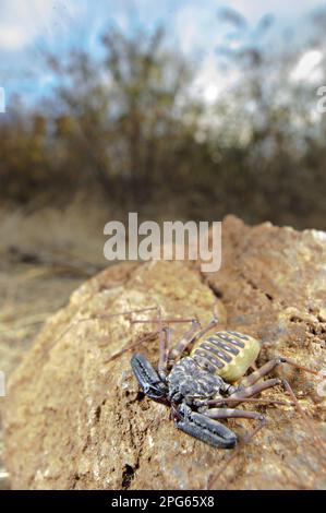 Variegierte schwanzlose Peitschenpeitsche (Damon variegatus), weiblich, auf Felsen im Habitat, Naturschutzgebiet Balule, Provinz Limpopo, Südafrika Stockfoto