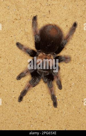 Mexikanischer Rotschopf (Brachypelma emilia) Tarantula, Erwachsene, auf Sand (gefangen) Stockfoto