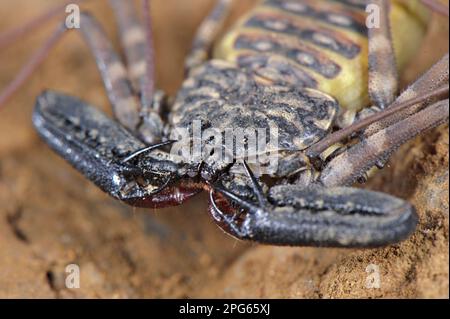 Variegierte schwanzlose Peitschenpeitsche (Damon variegatus), Erwachsene Frau, Nahaufnahme von Cephalothorax und Zange, Naturreservat Balule, Limpopo Stockfoto