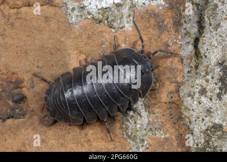 Southern pill Woodlouse (Armadillidium depressum), Erwachsene, auf alter Backsteinwand im Vorstadtgarten, Gorseinon, Südwales, Großbritannien Stockfoto