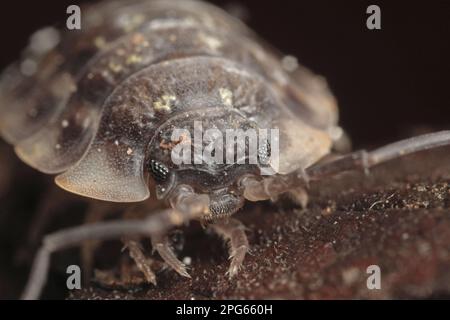 Common Rough Woodlouse (Porcellio scaber), Erwachsene, Nahaufnahme des Kopfes, Leicestershire, England, Großbritannien Stockfoto