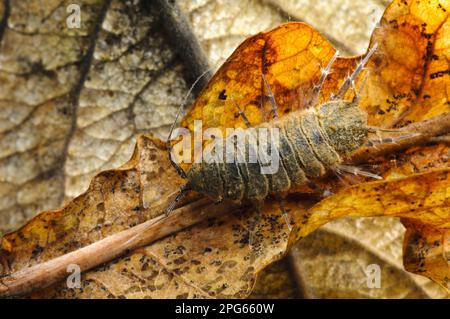 Wasserlaus (Asellus aquaticus), Erwachsener, Klettern über untergetauchte tote Blätter, Norsey Wood, Essex, England, Marsh (fotografiert in einem speziellen Fototank und Stockfoto