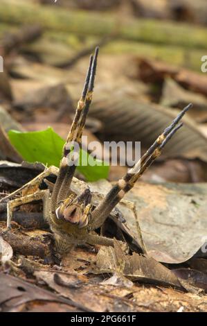 Brasilianische Wanderspinne, Bananenspinne, Brasilianische Wanderspinne, Bananenspinne, Andere Tiere, Spinnen, Arachniden, Tiere, Kammspinnen Stockfoto