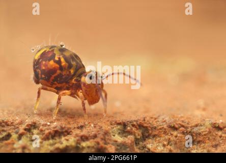 Globular Springtail (Dicyrtomina ornata) adult, rusting on House Brick, Leicestershire, England, Vereinigtes Königreich Stockfoto