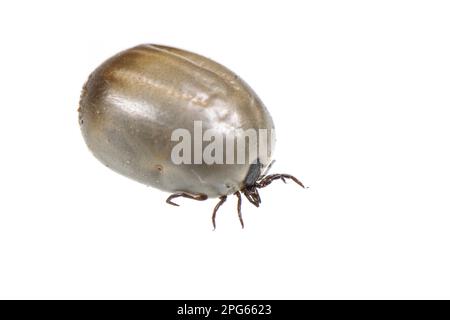 Rizinuszecken (Ixodes ricinus), Zecken, andere Tiere, Tiere, Arachniden, Schaf-Tick, erwachsen, voller Blut Stockfoto