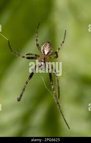 Silberseitiger Sektor-Spider (Zygiella x-notata), männlicher Erwachsener, Webbau im Garten, Belvedere, Bexley, Kent, England, Vereinigtes Königreich Stockfoto