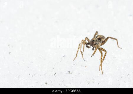 Wolfspider (Pardosa sp.) Männlich, im Spätwinter auf Schnee, Italien Stockfoto