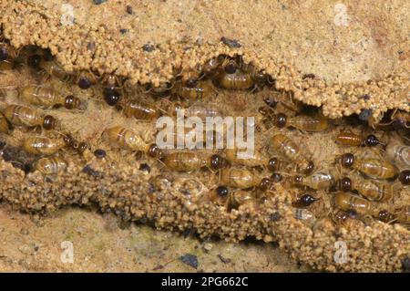 Ausgewachsene Langnasen-Termiten (Nasutitermes sp.), Arbeiter in Säulenumzug und Bau eines versteckten Tunnels auf dem Boden, Los Amigos Biological Stockfoto