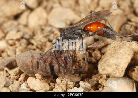 Spinnenjagd-Wespe (Priocnemis perturbator), weibliche Erwachsene, mit Spinnenbeute, Powys, Wales, Vereinigtes Königreich Stockfoto