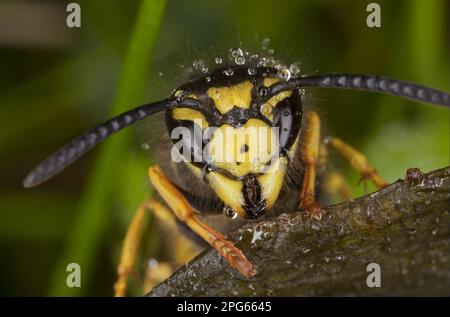 German Wasp (Vespula germanica) adult, Nahaufnahme von Kopf und Antennen, Dorset, England, Vereinigtes Königreich Stockfoto