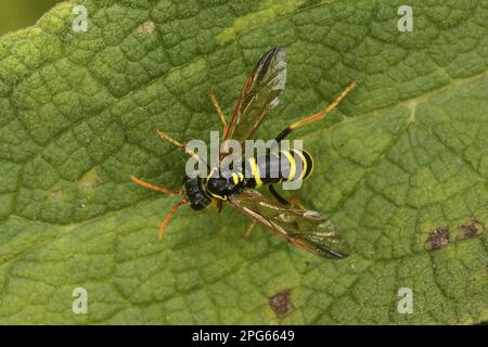 Tonwischer, europäische Schlauchwespe (Ancistrocerus Social Wespe (Vespidae), andere Tiere, Insekten, Tiere, Europäische Potter Wasp Erwachsene, ruht sich aus Stockfoto