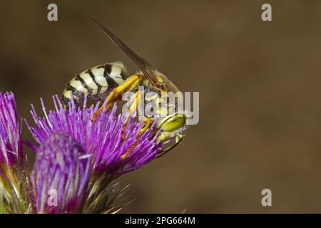 Sandwaschmittel (Bembix rostrata), Erwachsene, Fütterung von Distelblume, Castilla y Leon, Spanien Stockfoto