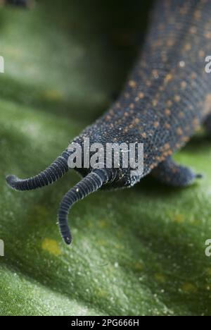 Neuseeländischer Samtwurm (Peripatoides novaezealandiae), ausgewachsener, Frontalsicht der Augen und Antennen, Neuseeland Stockfoto