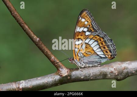 Poplar-Poplar-Admiral (Limenitis populi), männlich, männlich, Unterseite, ruht auf einem Zweig der europäischen Gemeinen Aspen (Populus tremula), italienische Alpen, Italien Stockfoto