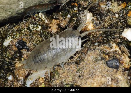 Meeresschabe, Klippenisopoden (Isopoda), andere Tiere, Tiere, seeschuhe (Ligia oceanica), Erwachsener, an der Meereswand, Kimmeridge, Insel Purbeck, Dorset Stockfoto