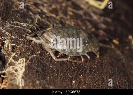 Meeresschabe (Ligia oceanica), Erwachsener, unter Treibholz am Strand, Broad Bench, Kimmeridge Bay, Insel Purbeck, Dorset, England, Vereinigtes Königreich Stockfoto