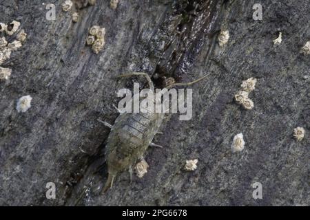 Meeresschabe, Klippenisopoden (Isopoda), andere Tiere, Tiere, Sea Slater (Ligia oceanica), Erwachsener, auf mit Barnius bedeckten Felsen an der Küste, in der Nähe von Polperro Stockfoto