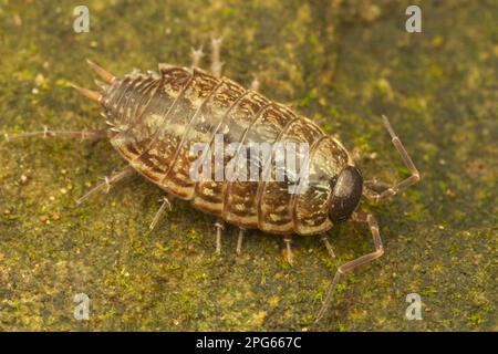 Common Striped Woodlouse (Philoscia muscorum), Erwachsener, ruhend auf Stein, Leicestershire, England, Großbritannien Stockfoto