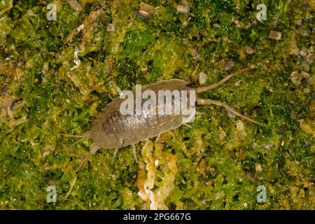 Meeresschabe (Ligia oceanica), Erwachsene, nachts unter Eingeweide (Enteromorpha intestinalis) gefüttert, Kimmeridge Bay, Dorset, England, Vereinigtes Königreich Stockfoto