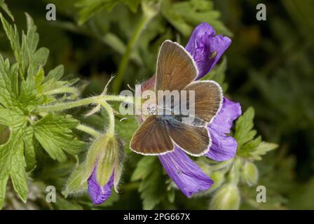 Geranium Argus (Plebejus eumedon), Erwachsener, Fütterung von kaukasischen Cranesbill (Geranium ibericum)-Blumen auf hoher Weide, Anzar Yayla, Pontic Stockfoto