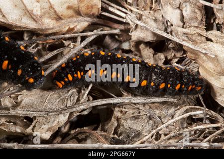 Apollo (Parnassius apollo) Schmetterling zwei Raupen, unter Laubstreu, Bulgarien Stockfoto