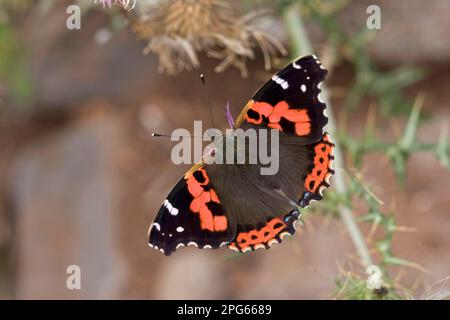 Kanarienroter Admiral (Vanessa-Schmetterling (Nymphalidae), andere Tiere, Insekten, Schmetterlinge, Tiere, Kanarienadmiral Erwachsener, Flügel offen Stockfoto