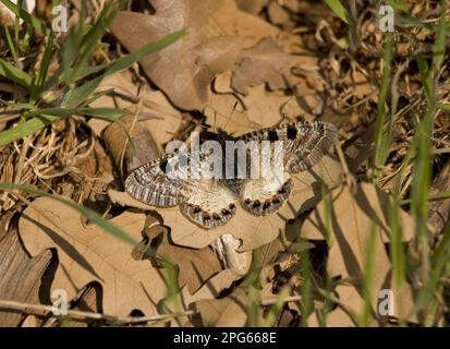 Falscher Apollo (Archon Apollinus), osterlucia pollo, falscher apollo, falsche Apollos, osterlucia pollo, Griechischer Apollo, andere Tiere, Insekten Stockfoto