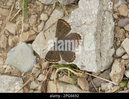 Blue Argus (Aricia anteros), weiblich, auf Felsen sonnig, At 2800m, Pontic Mountains, Anatolien, Truthahn Stockfoto