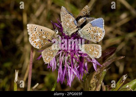 Adonis Blue (Lysandra bellargus), 2. Generation erwachsener Männer und Frauen, Gruppenfütterung von Knapweed (Centaurea scabiosa) Blume, Ballard Stockfoto